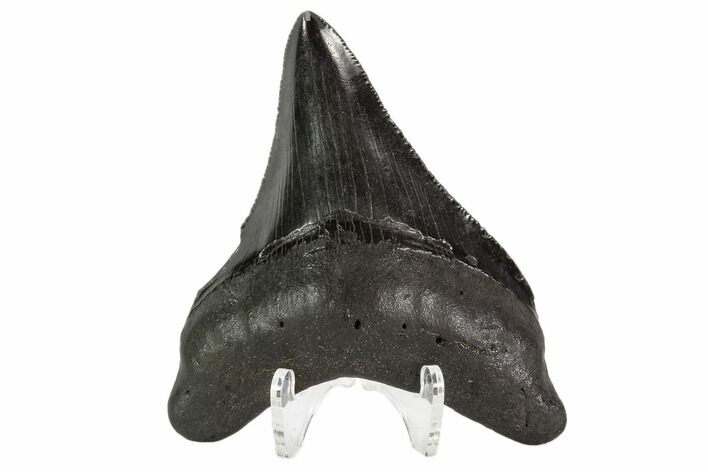 Fossil Megalodon Tooth - North Carolina #108909